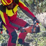 The Benefits Of Tree Pruning By Tree Surgeons