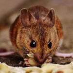 What Does Pest Control Do And Why You Can’t Ignore This